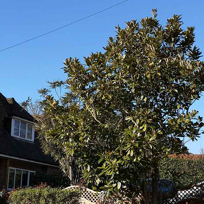 The best garden trees to add thousands to your property value